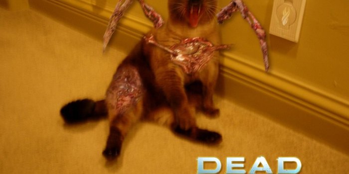 1024x768 Steam Community :: :: Fat Cross-Eyed Cat(romorph), Pt. I