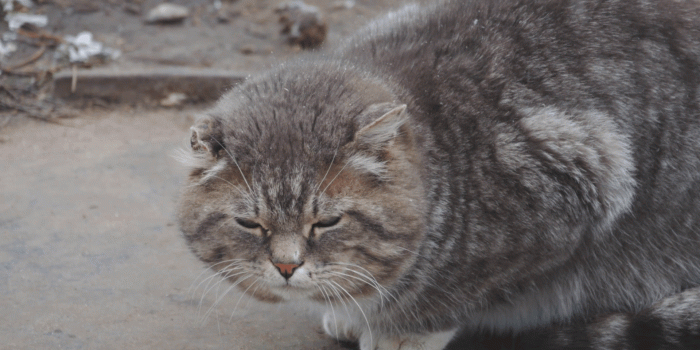 1920x1080 A big fat cat sitting on the street in winter.