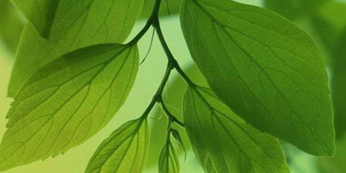 1440x2560 Flower Samsung Galaxy S5 Wallpapers 102 | Pretty Pics | Green leaf