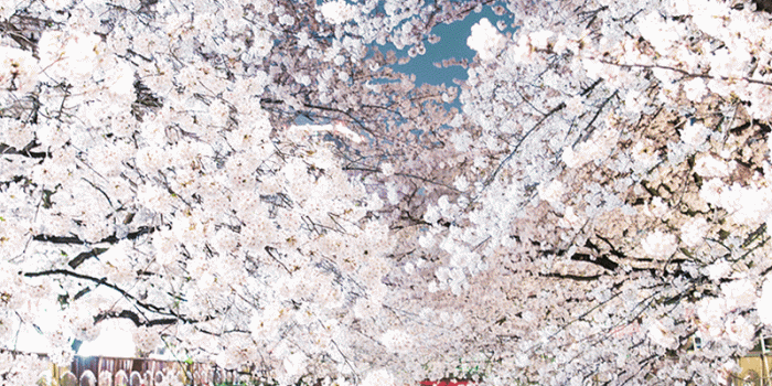 800x1422 Japan's Cherry Blossom Wallpapers - Barrett Ishida - Medium
