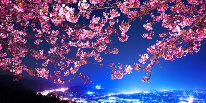1332x850 Wallpaper Sakura, Japan, Night city, Shin Mimura, Highway, Cherry