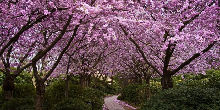 1920x1080 Cherry Blossom Desktop Backgrounds