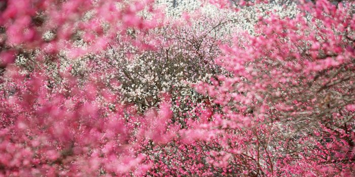 1920x1080 37+] Japanese Cherry Blossom Wallpaper 1920x1080 on WallpaperSafari