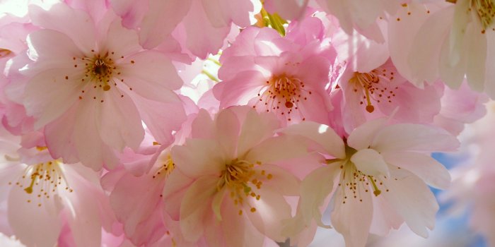 3840x2160 Japanese Cherry Blossom Chromebook Wallpaper