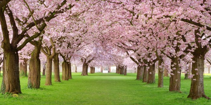 3840x2377 Cherry Blossom , Japan HD wallpaper | Wallpaper Flare