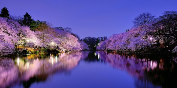 1920x1080 50+ Cherry Blossoms at Night Wallpapers - Download at WallpaperBro