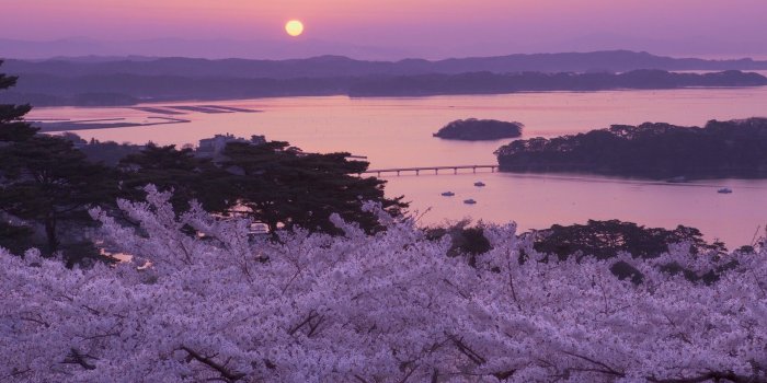 1920x1080 Japan cherry blossom wallpaper Gallery
