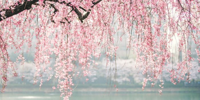 1920x1200 Download 1920x1200 Wallpaper Japan, Cherry Blossom, Tree, Flowers