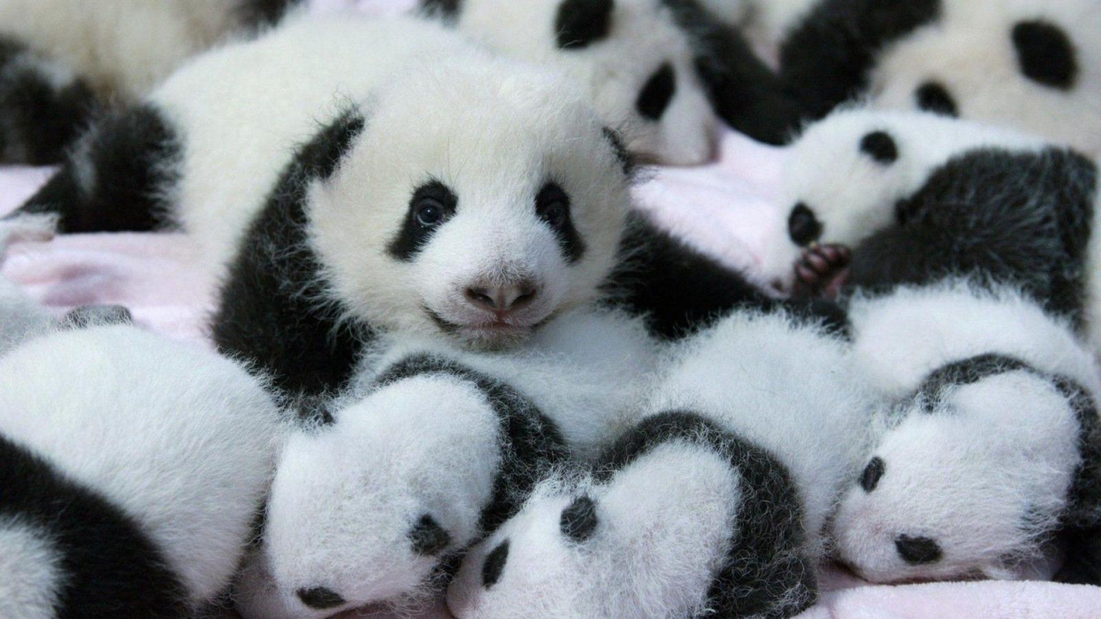 1920x1080 Baby Panda Wallpapers - Top Free Baby Panda Backgrounds