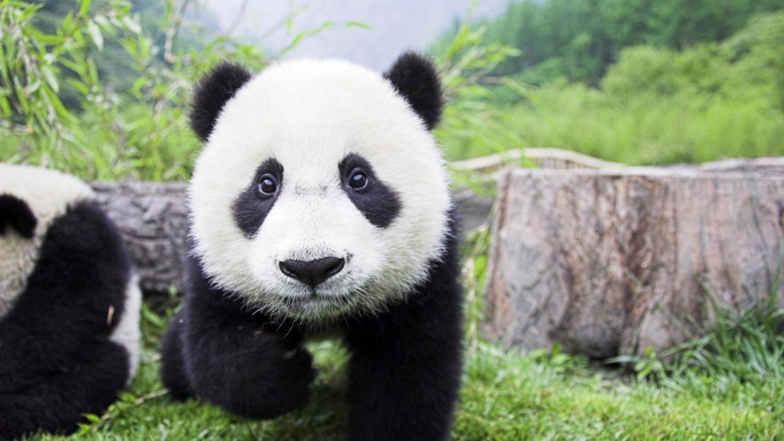 1920x1080 Cute Baby Panda HD Wallpaper, Background Images