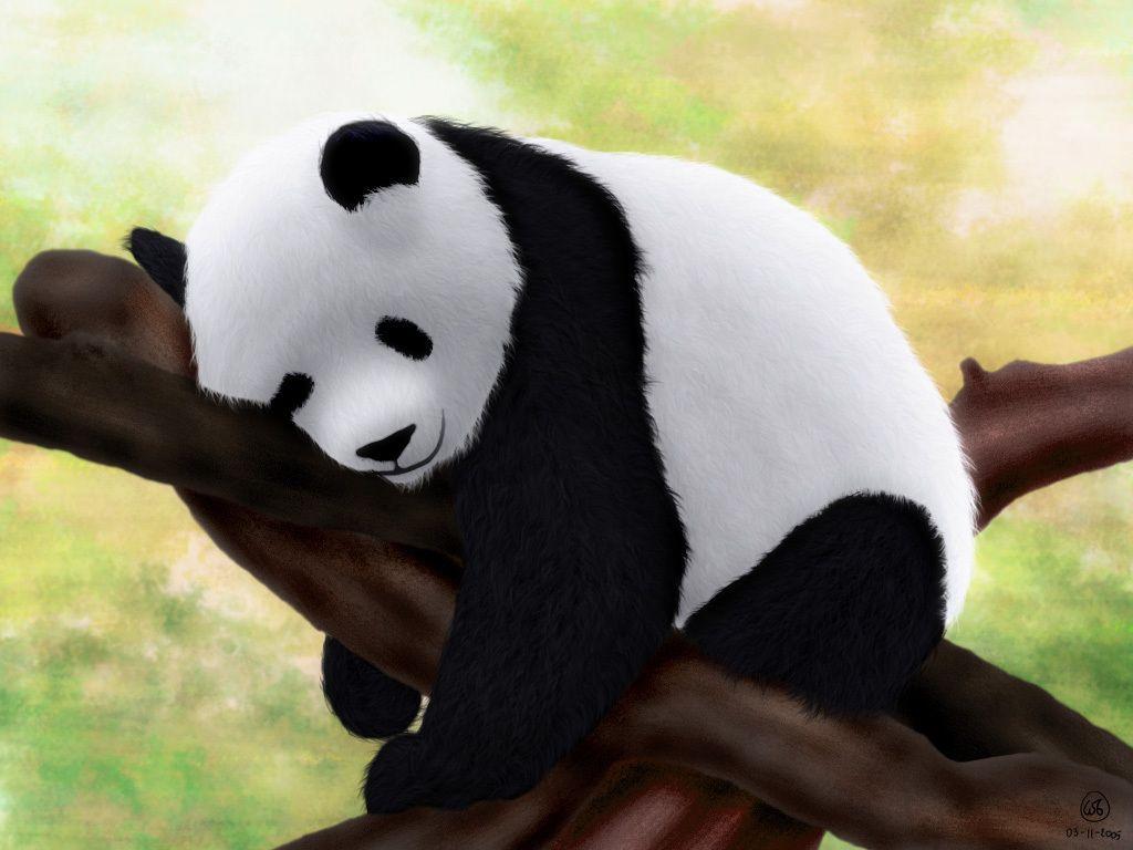 1024x768 74+] Baby Panda Wallpaper on WallpaperSafari