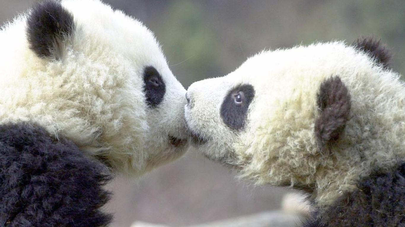 1366x768 Cute Baby Panda wallpaper | 1366x768 | #58293