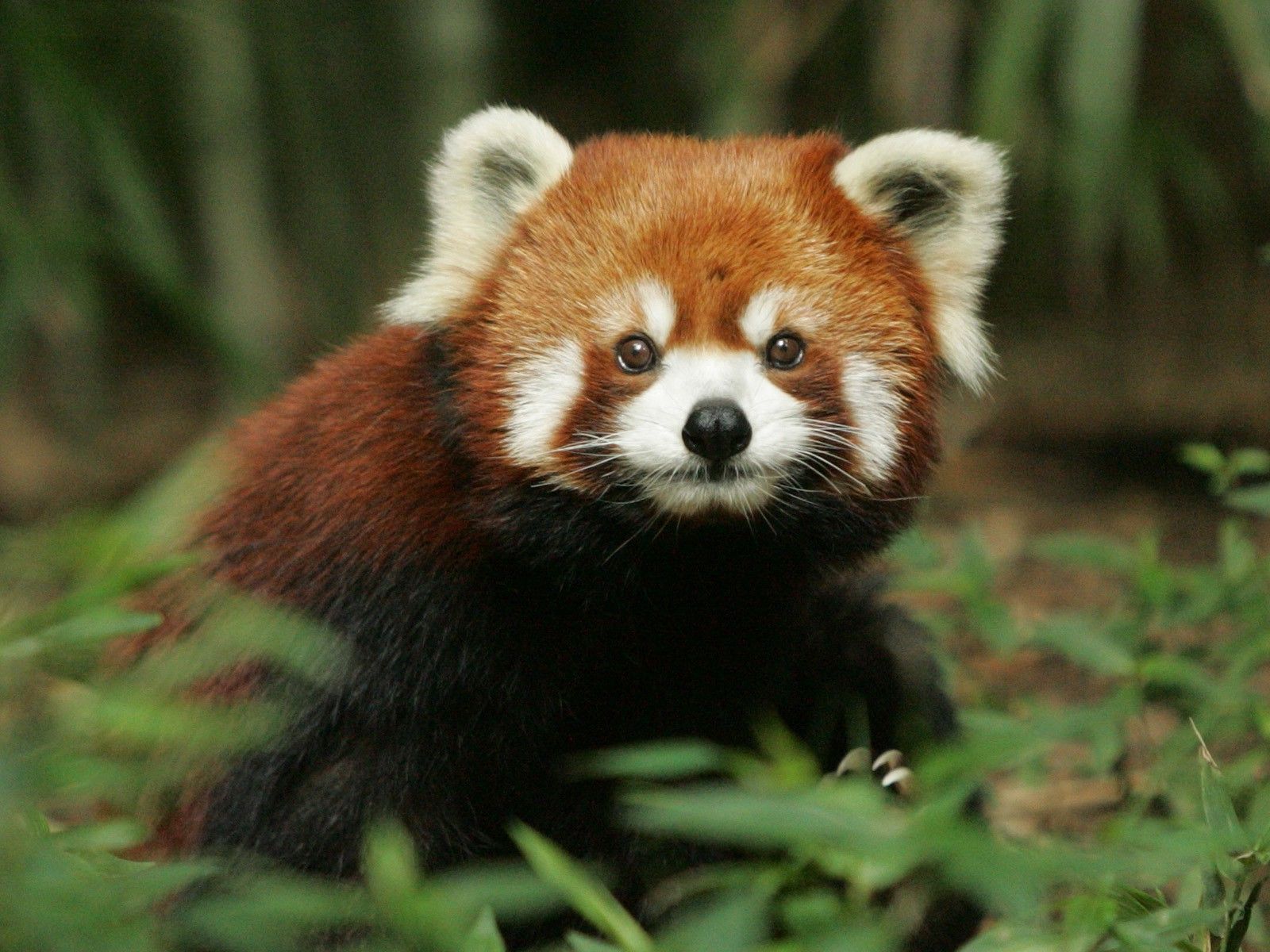 1600x1200 Red Panda Wallpaper - Desktop Background Red Panda (#320068) - HD