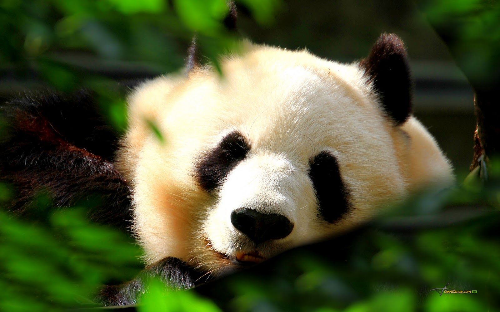 1600x1000 Baby Panda Wallpaper - Wallpapers Browse
