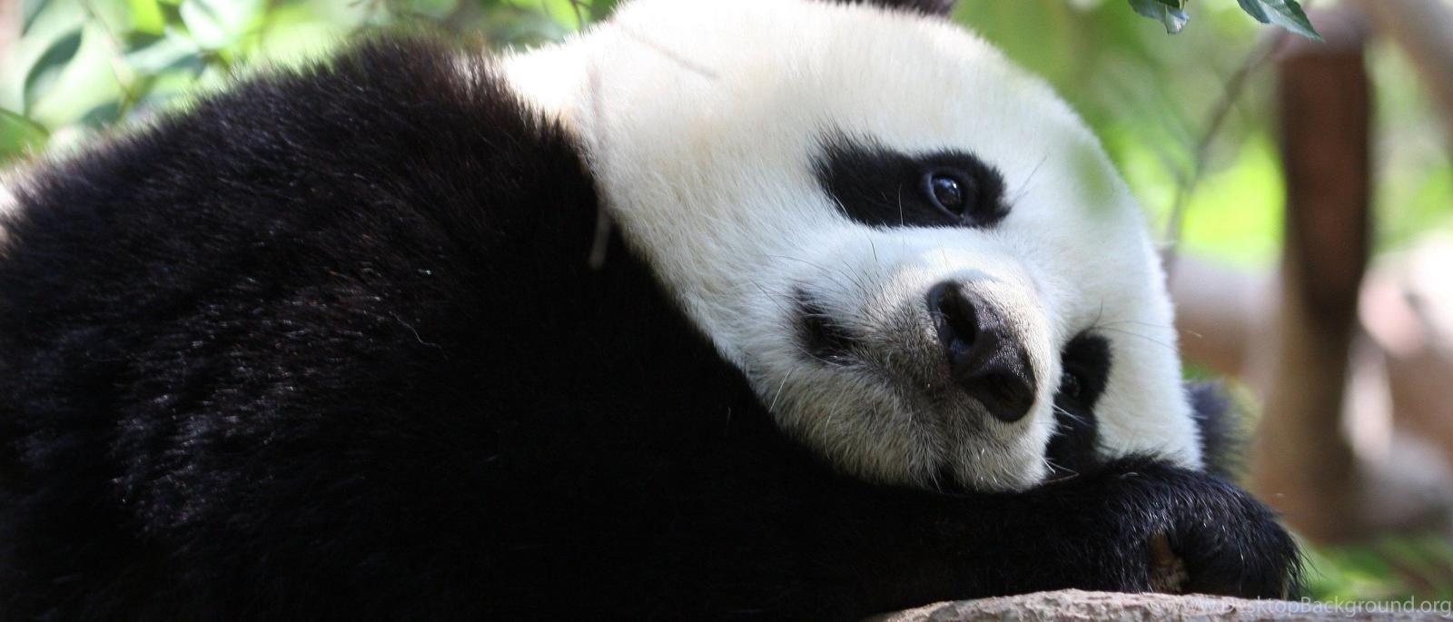 2520x1080 Cute Baby Panda Wallpapers For Android : Animal Wallpapers