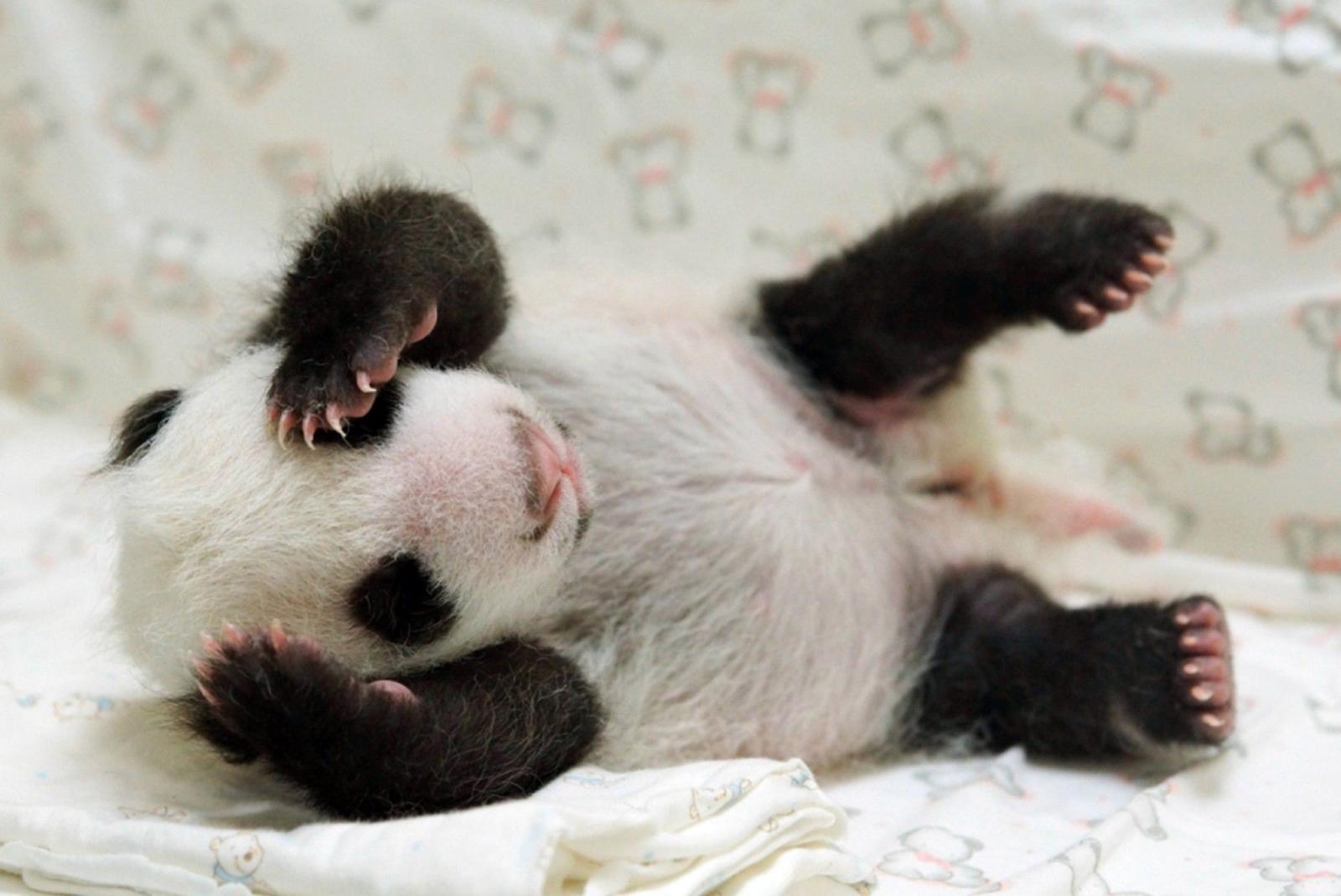 1796x1200 Cute Baby Panda Wallpapers Group 1796x1200