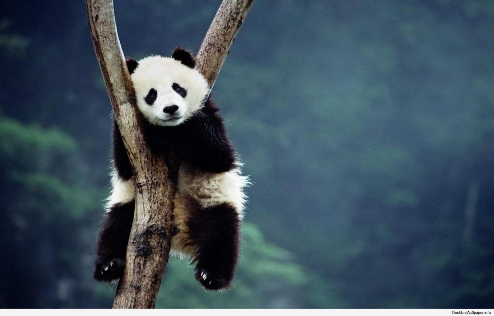 1920x1228 Panda wallpapers Gallery