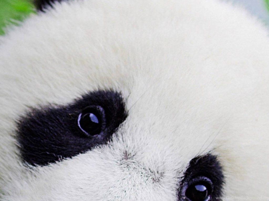 1024x768 Cute Baby Panda Wallpaper For iPhone.jpg Desktop Background