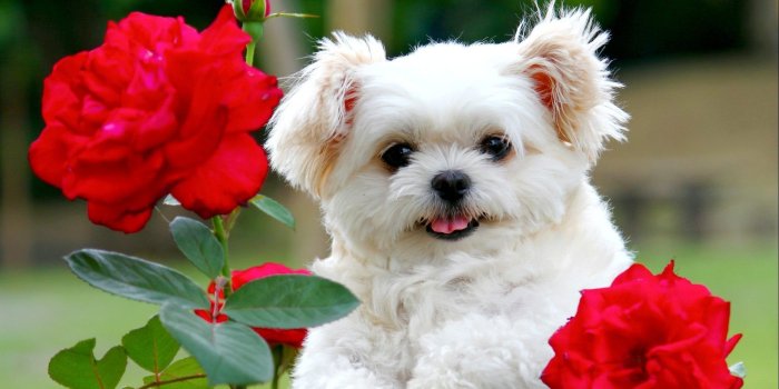 1920x1200 Cute white puppy with red rose flowers | HD Wallpapers Rocks | CUTE