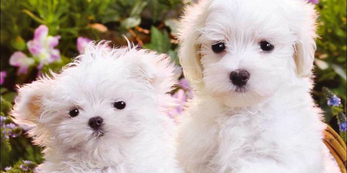 1280x800 45+ Cute White Puppies Wallpapers - Download at WallpaperBro