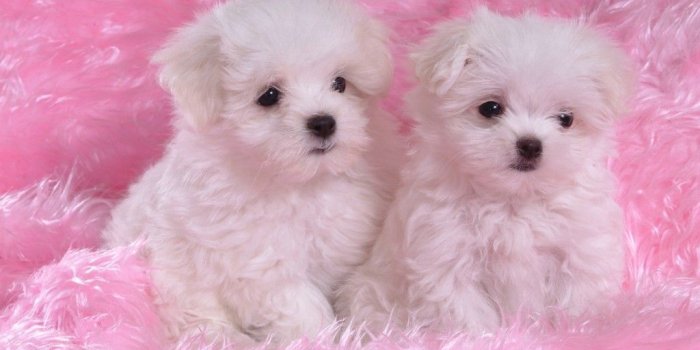 1024x768 Cute White Puppies HD Wallpaper, Background Images