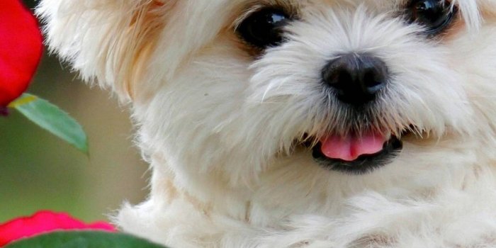 1430x2542 Cute White Puppy Hd Wallpapers Download Hd In Link | Stylish