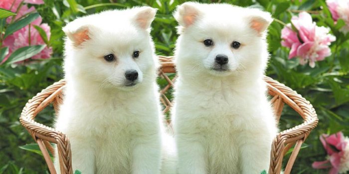 1152x864 73+] Wallpapers Of Cute Puppies on WallpaperSafari