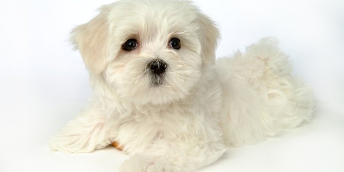 1920x1200 Cute white puppy wallpaper - Animal wallpapers - #47754