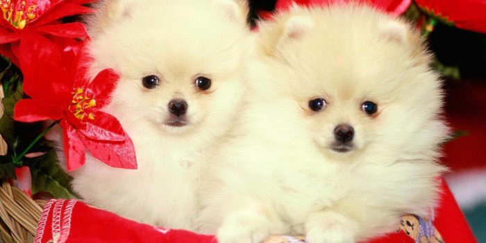 1600x1200 Cute White Puppy Wallpapers - HD Wallpapers