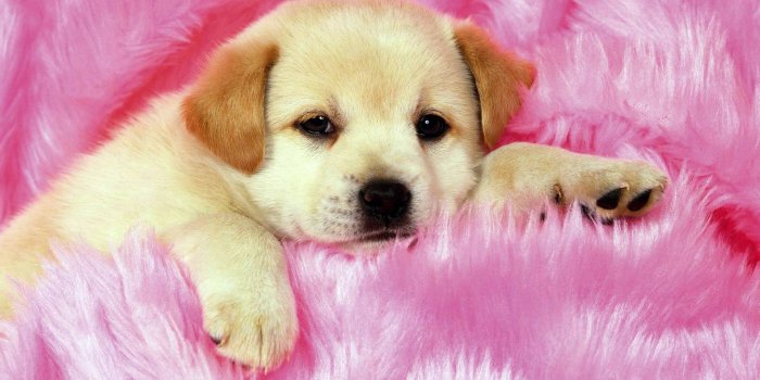 1920x1440 Wallpapers Of Puppies