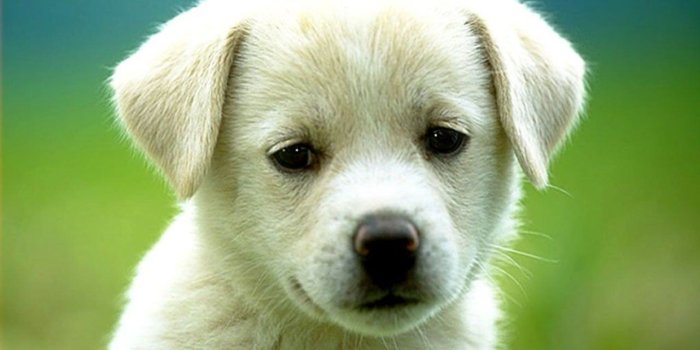 1280x1024 50+ Cute Sad Puppy Wallpapers - Download at WallpaperBro