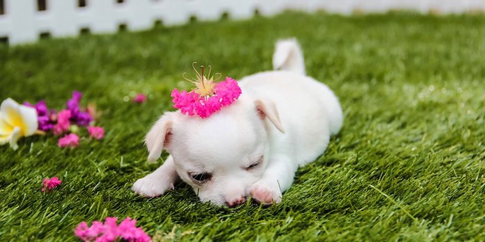 3840x2160 Cute Puppy Wallpapers for Desktop (58+ images)