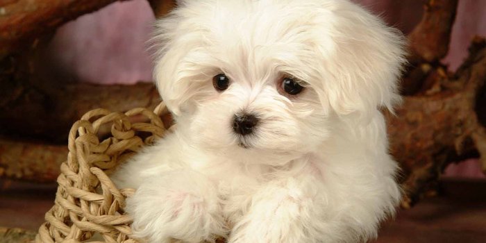 1600x1200 Free Download Cute Puppy Wallpapers