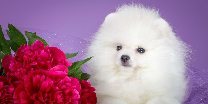 2400x1474 Photo Spitz puppies Dogs White Animals 2400x1474