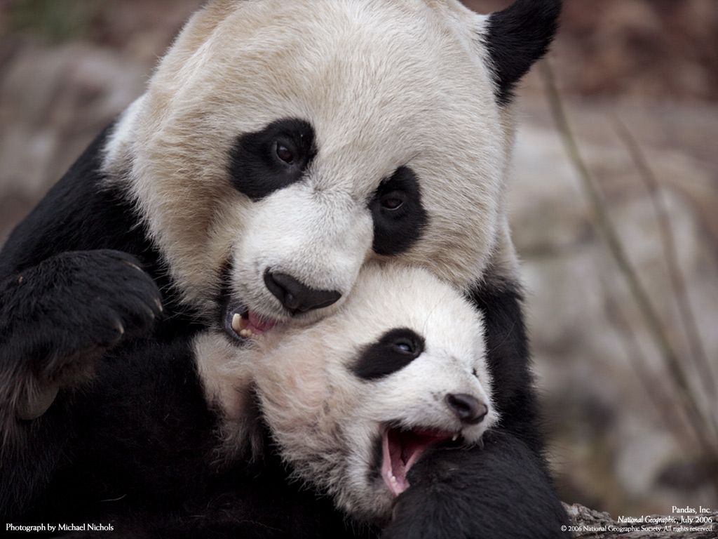 1024x768 48+] Cute Baby Panda Wallpaper on WallpaperSafari