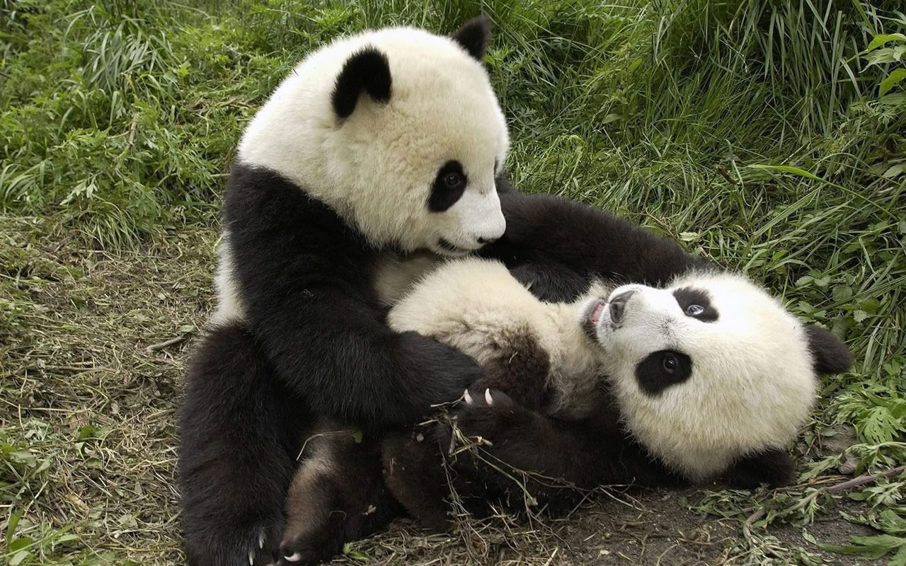 1280x800 Cute Baby Panda wallpaper | 1280x800 | #58294