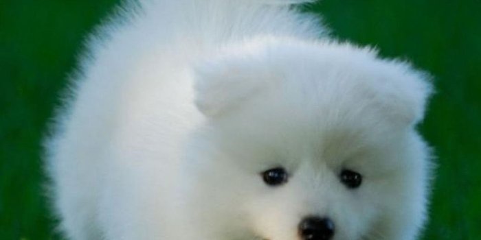1440x2560 Free download Very cute puppy Nexus 6 Wallpapers Nexus 6 wallpapers