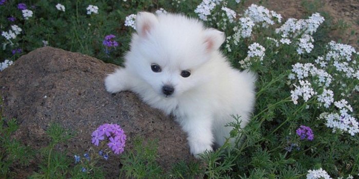 1024x768 Cute White Puppy (id: 68353) | BUZZERG