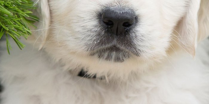 1080x1920 Cute White Puppy iPhone 6S Plus Wallpaper | Gallery Yopriceville