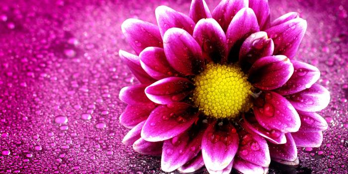 2880x1800 Pink Flower 4K Wallpapers | HD Wallpapers | ID #19676