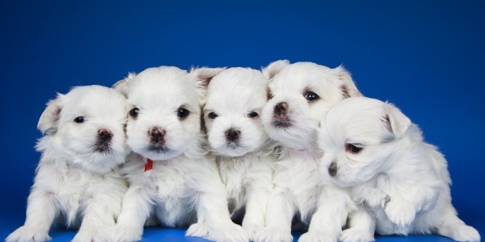 2560x1600 Cute Dogs and Puppies Wallpapers (65+ background pictures)