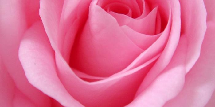 1000x1333 100+ Pink Flower Pictures | Download Free Images on Unsplash