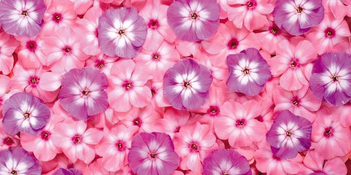 1920x1080 Pink Flowers Wallpapers