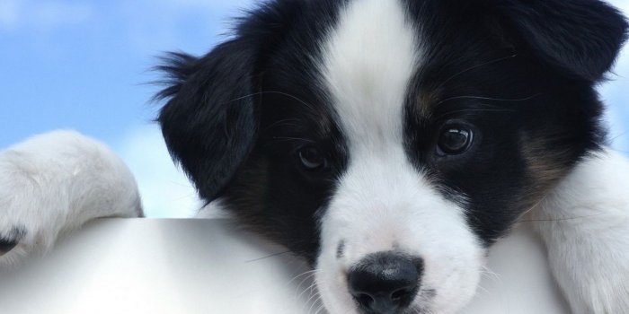 1280x804 Cute White and Black Puppy wallpapers | Cute White and Black Puppy