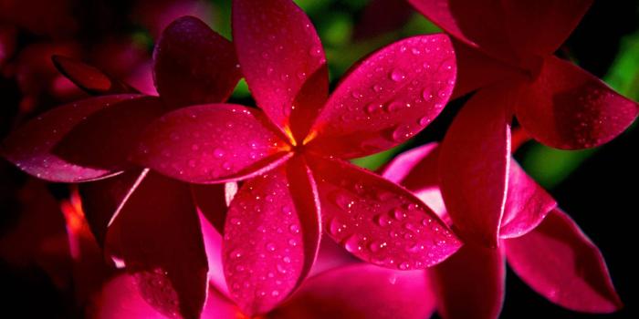 1920x1200 2590 Pink Flower HD Wallpapers | Background Images