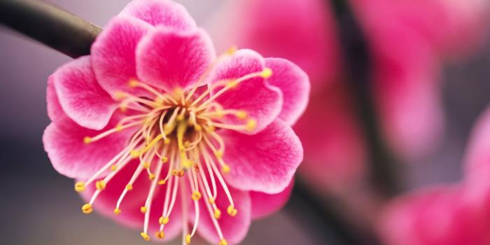 1920x1200 Beautiful Pink Sakura Flowers Wallpaper Images HD Free #202937834