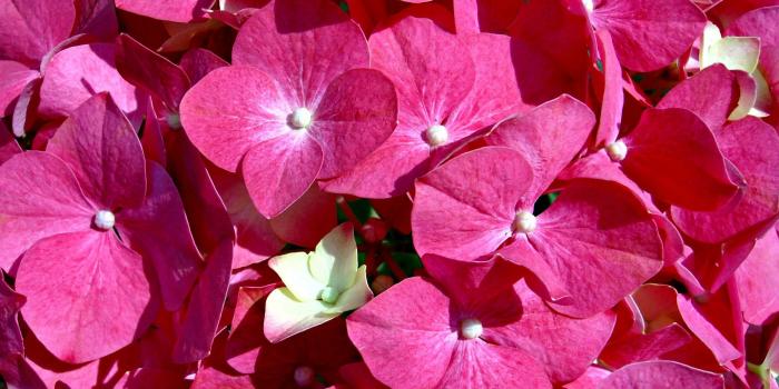 2560x1440 Pink Flowers ❤ 4K HD Desktop Wallpaper for 4K Ultra HD TV • Wide