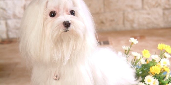 1280x1024 Wallpaper Dogs: Dog Cute White Puppy Wallpapers Pitbull Dogs Free HD