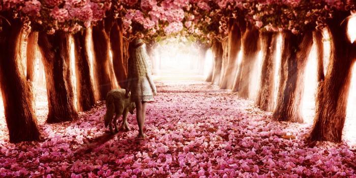 3840x2160 Pink Flowers Path, HD Flowers, 4k Wallpapers, Images, Backgrounds