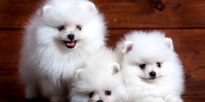 1152x736 Cute Puppies Wallpaper | Cute Wallpapers